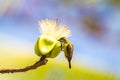 Olive-backed sunbird Cinnyris jugularis or yellow-bellied sunb Royalty Free Stock Photo