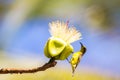 Olive-backed sunbird Cinnyris jugularis or yellow-bellied sunb Royalty Free Stock Photo