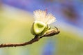 Olive-backed sunbird Cinnyris jugularis or yellow-bellied sunbird feeding nectar of white flower White silk cotton tree - The Royalty Free Stock Photo