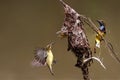 Olive backed sunbird, Father bird feeding baby