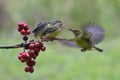 Olive backed sunbird feed their young