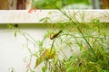 Olive-backed sunbird feeding from firecracker plant. Royalty Free Stock Photo