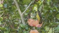 Olive-backed Sunbird Feeding On Flower Royalty Free Stock Photo