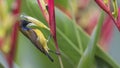 Olive-backed Sunbird Feeding on Flower Royalty Free Stock Photo