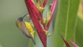 Olive-backed Sunbird Feeding on Flower Royalty Free Stock Photo