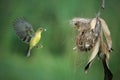 olive backed sunbird feeding her chick with open beak at nest Royalty Free Stock Photo