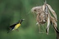 olive backed sunbird feeding her chick with open beak at nest Royalty Free Stock Photo