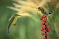 olive backed sunbird feeding her chick with open beak at nest Royalty Free Stock Photo