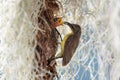 Olive-backed sunbird feeding its babies Royalty Free Stock Photo