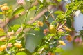 Olive-backed Sunbird with flower, Ethiopia wildlife Royalty Free Stock Photo