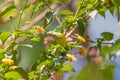 Olive-backed Sunbird with flower, Ethiopia wildlife Royalty Free Stock Photo
