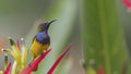 Olive-backed Sunbird on Flower Royalty Free Stock Photo