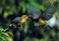 Olive-backed Sunbird Royalty Free Stock Photo