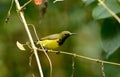 Olive-backed Sunbird (Nectarinia jugularis)