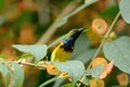 Olive-backed Sunbird (Nectarinia jugularis)