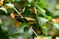 Olive-backed Sunbird (Nectarinia jugularis)