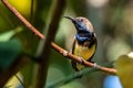 Olive-backed sunbird or Nectarinia jugularis