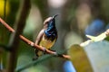 Olive-backed sunbird or Nectarinia jugularis