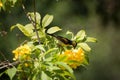 Olive-backed sunbird is nectativore