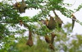 Olive - backed sunbird and nest