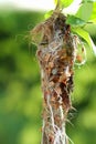 Olive-backed Sunbird Nest Royalty Free Stock Photo