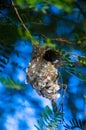 The Olive-backed Sunbird nest on the tamarind tree in garden Royalty Free Stock Photo