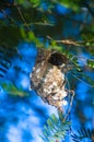The Olive-backed Sunbird nest on the tamarind tree in garden Royalty Free Stock Photo