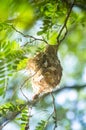 The Olive-backed Sunbird nest on the tamarind tree in garden Royalty Free Stock Photo