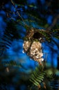 The Olive-backed Sunbird nest on the tamarind tree in garden Royalty Free Stock Photo