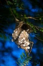 The Olive-backed Sunbird nest on the tamarind tree in garden Royalty Free Stock Photo