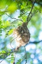 The Olive-backed Sunbird nest on the tamarind tree in garden Royalty Free Stock Photo