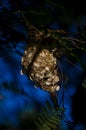 The Olive-backed Sunbird nest on the tamarind tree in garden Royalty Free Stock Photo