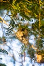 The Olive-backed Sunbird nest on the tamarind tree in garden