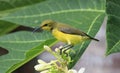 Olive backed sunbird perched on flowers Royalty Free Stock Photo