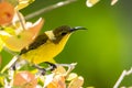 Olive-backed sunbird with red flower in close up shot with stunning detail they drink sweet water from Royalty Free Stock Photo