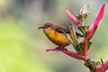 Olive-backed sunbird Royalty Free Stock Photo