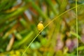 Olive Backed Sunbird in the wild