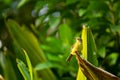 Olive Backed Sunbird in the wild