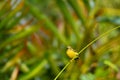 Olive Backed Sunbird in the wild