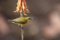 The olive-backed sunbird  - Wildlife Royalty Free Stock Photo