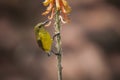 The olive-backed sunbird  - Wildlife Royalty Free Stock Photo