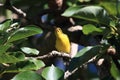 Olive-Backed Sunbird (Cinnyris jugularis) Rainforest, Queensland, Australia