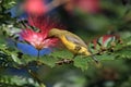 Olive-Backed Sunbird (Cinnyris jugularis) Rainforest, Queensland, Australia