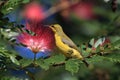 Olive-Backed Sunbird (Cinnyris jugularis) Rainforest, Queensland, Australia Royalty Free Stock Photo