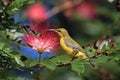 Olive-Backed Sunbird (Cinnyris jugularis) Rainforest, Queensland, Australia Royalty Free Stock Photo
