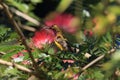 Olive-Backed Sunbird (Cinnyris jugularis) Rainforest, Queensland, Australia Royalty Free Stock Photo