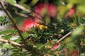 Olive-Backed Sunbird (Cinnyris jugularis) Rainforest, Queensland, Australia