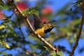 Olive-Backed Sunbird (Cinnyris jugularis) Rainforest, Queensland, Australia