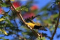 Olive-Backed Sunbird (Cinnyris jugularis) Rainforest, Queensland, Australia