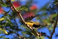 Olive-Backed Sunbird (Cinnyris jugularis) Rainforest, Queensland, Australia Royalty Free Stock Photo